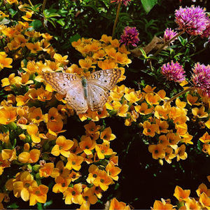 Meet your Posher, Mia